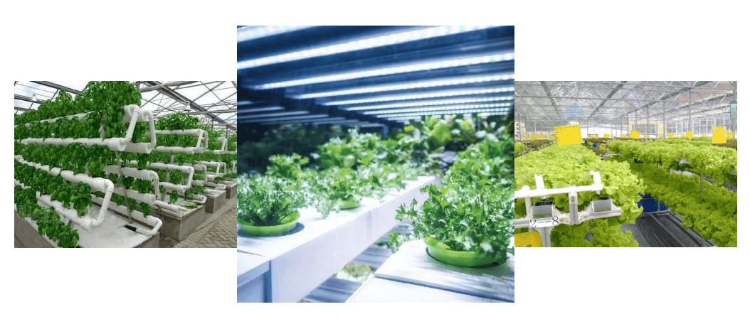 led grow light