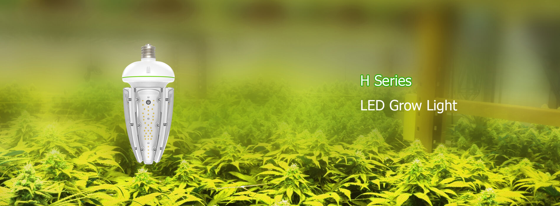 H series LED Grow Light